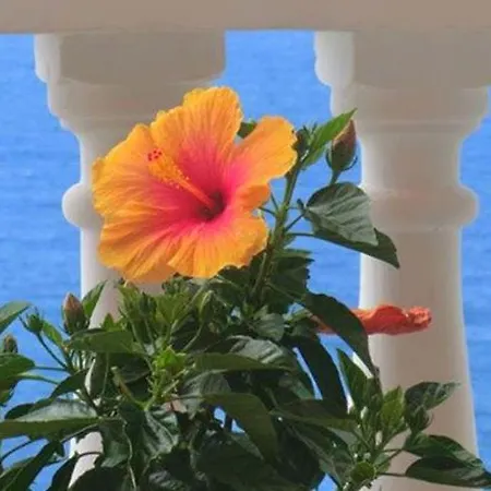 In Puerto De La Cruz Direkt Am Meer Apartamento *
